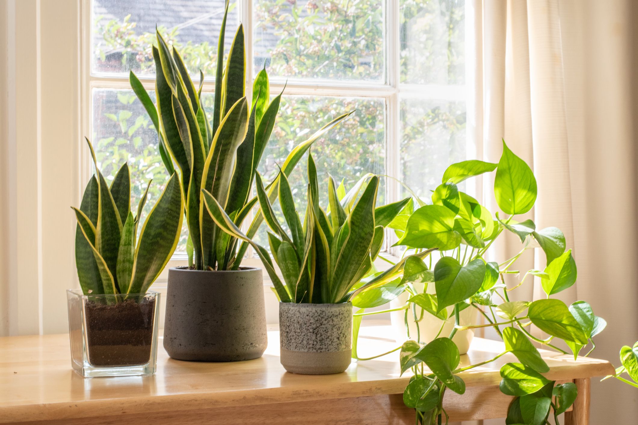 Spiff Up Your Home: 6 Types of Indoor Plants Make It Easy